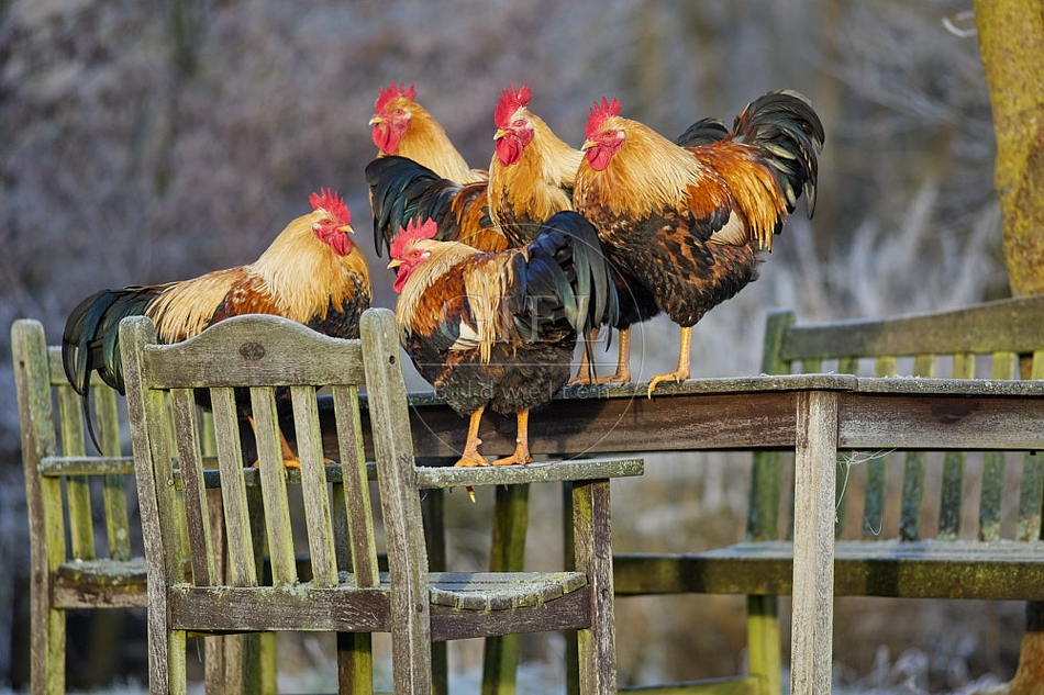 114884 Welsumer, Hähne im Garten