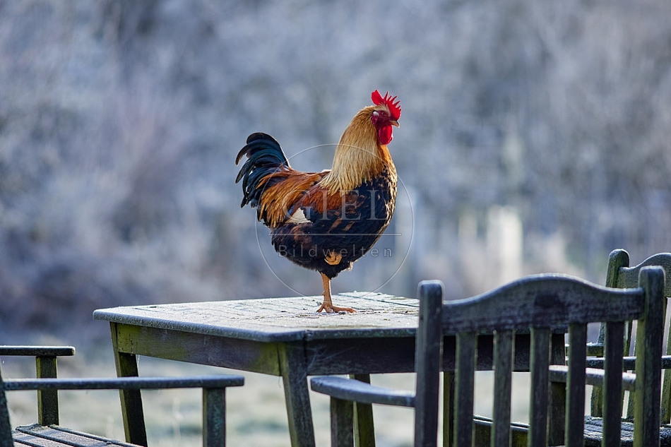 114886 Welsumer, Hähne im Garten