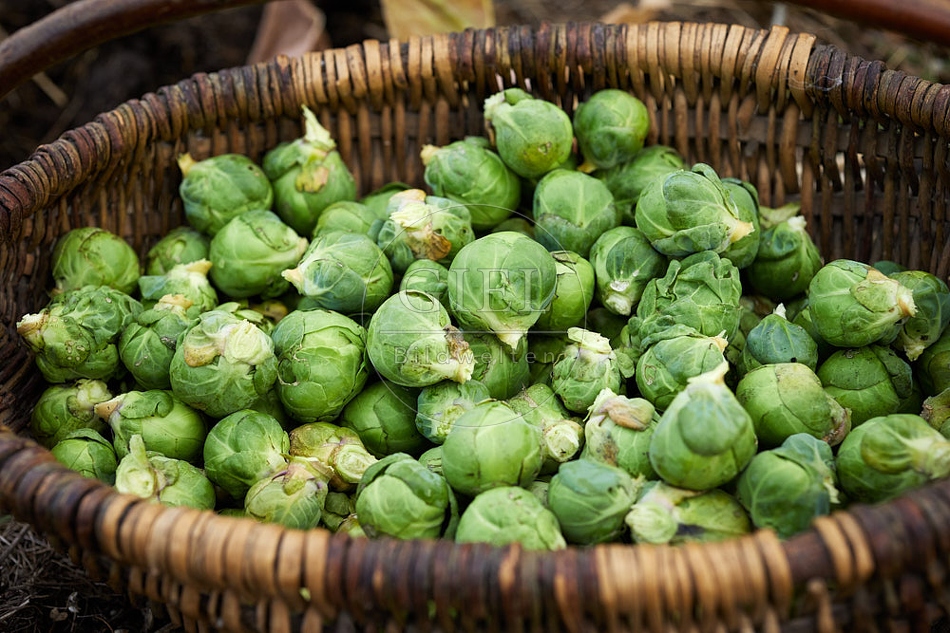 114887 Geernteter Rosenkohl in einem Korb