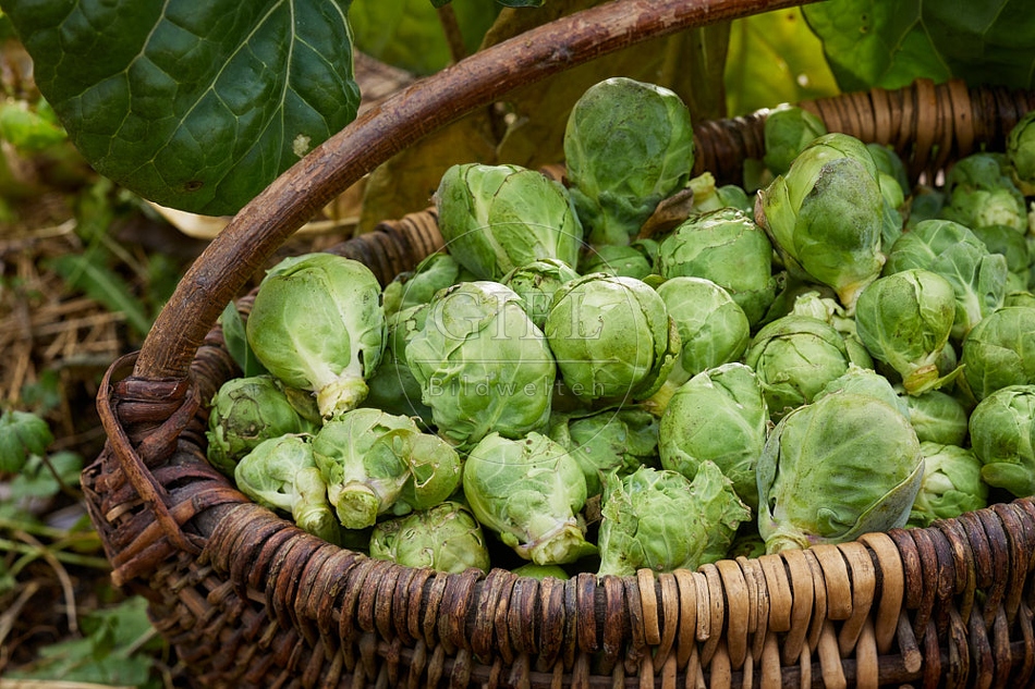 114888 Geernteter Rosenkohl in einem Korb