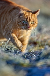 114893 Hauskatze in frostiger Wiese