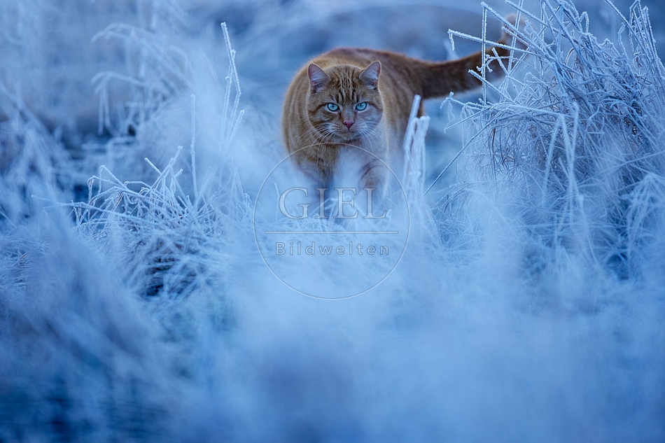 114895 Hauskatze in frostiger Wiese