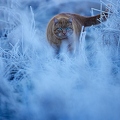 114895 Hauskatze in frostiger Wiese