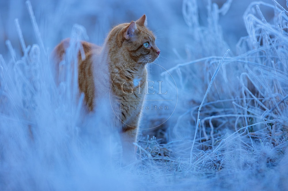 114896 Hauskatze in frostiger Wiese