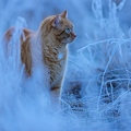 114896 Hauskatze in frostiger Wiese