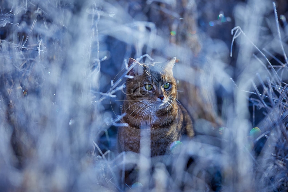 114897 Hauskatze in frostiger Wiese