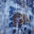 114897 Hauskatze in frostiger Wiese