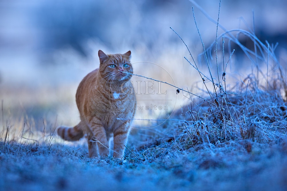 114898 Hauskatze in frostiger Wiese
