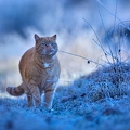 114898 Hauskatze in frostiger Wiese