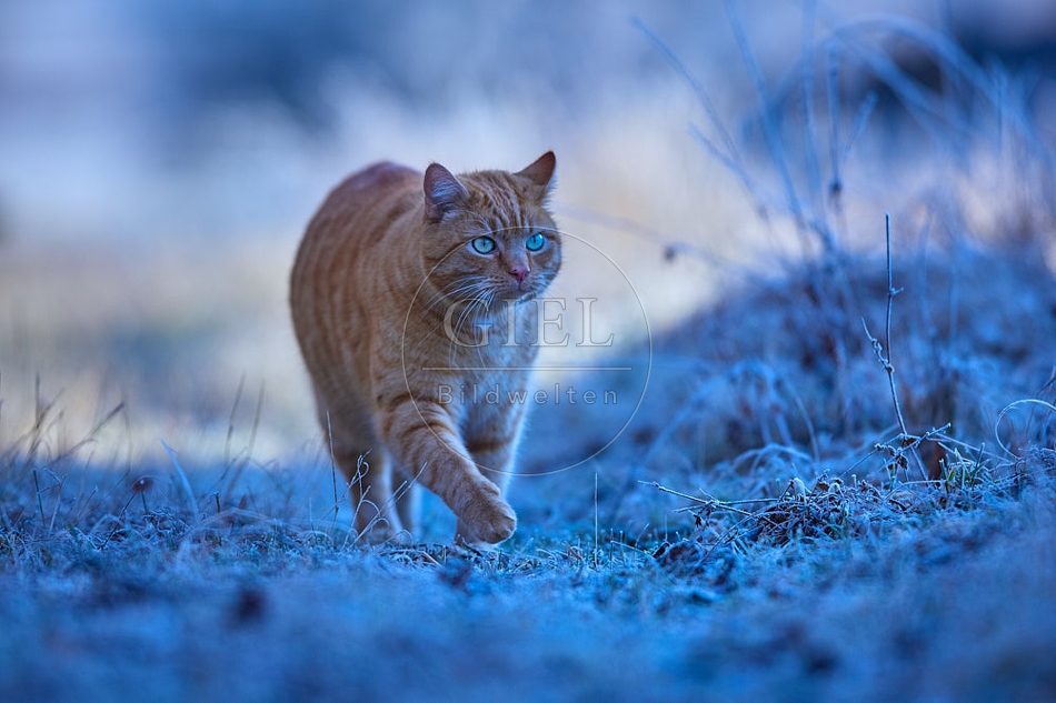 114899 Hauskatze in frostiger Wiese