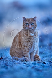 114901 Hauskatze in frostiger Wiese