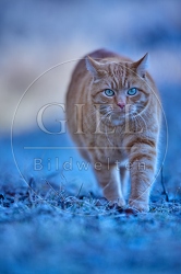 114902 Hauskatze in frostiger Wiese