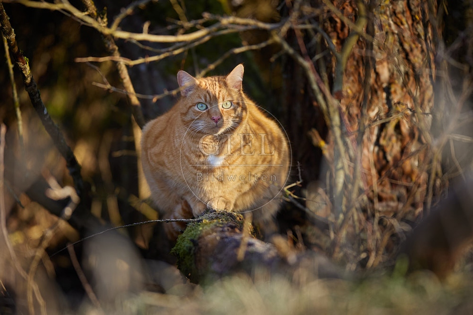 114903 Hauskatze sitzt auf Ast