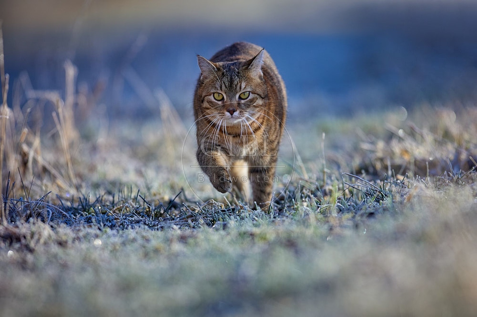 114904 Hauskatze in frostiger Wiese