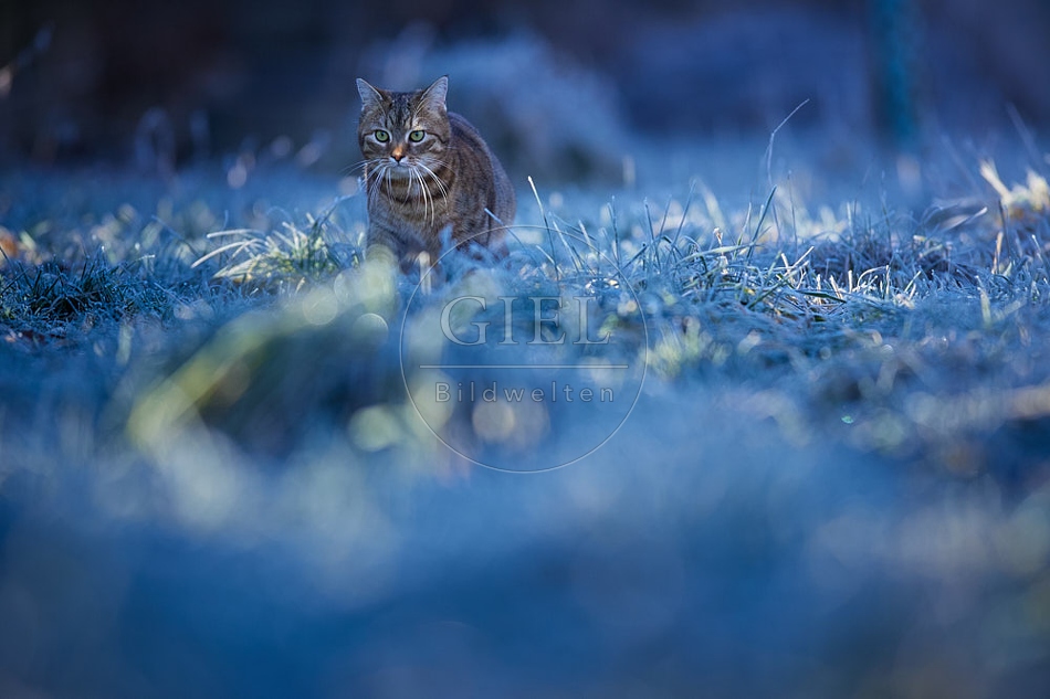 114905 Hauskatze in frostiger Wiese