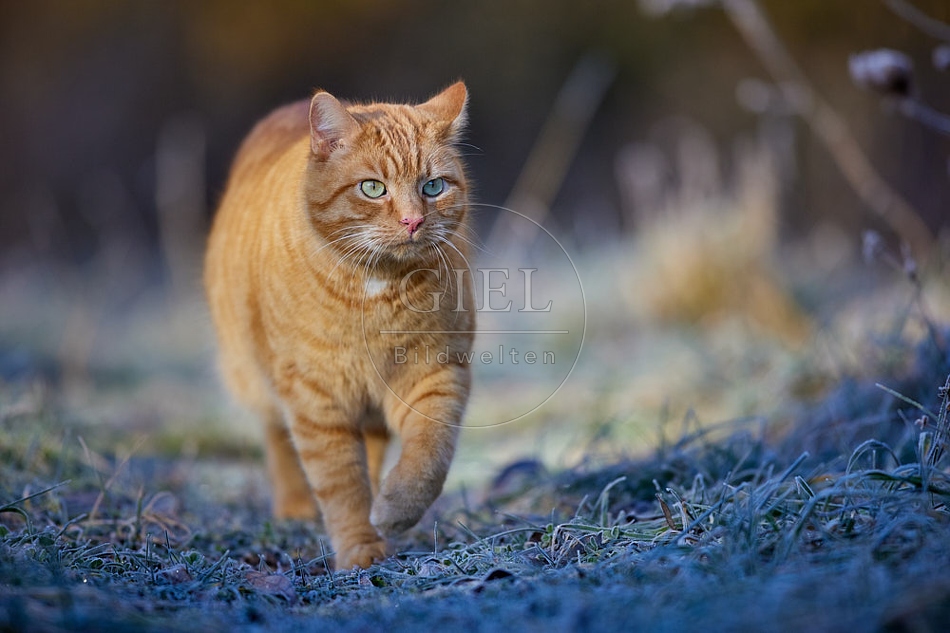 114906 Hauskatze in frostiger Wiese