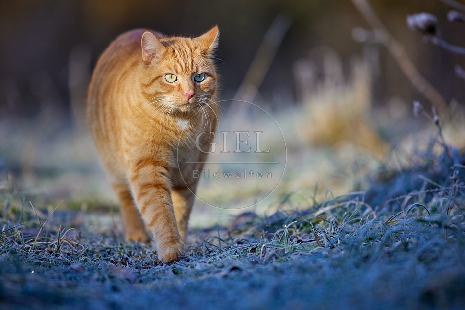 114907 Hauskatze in frostiger Wiese