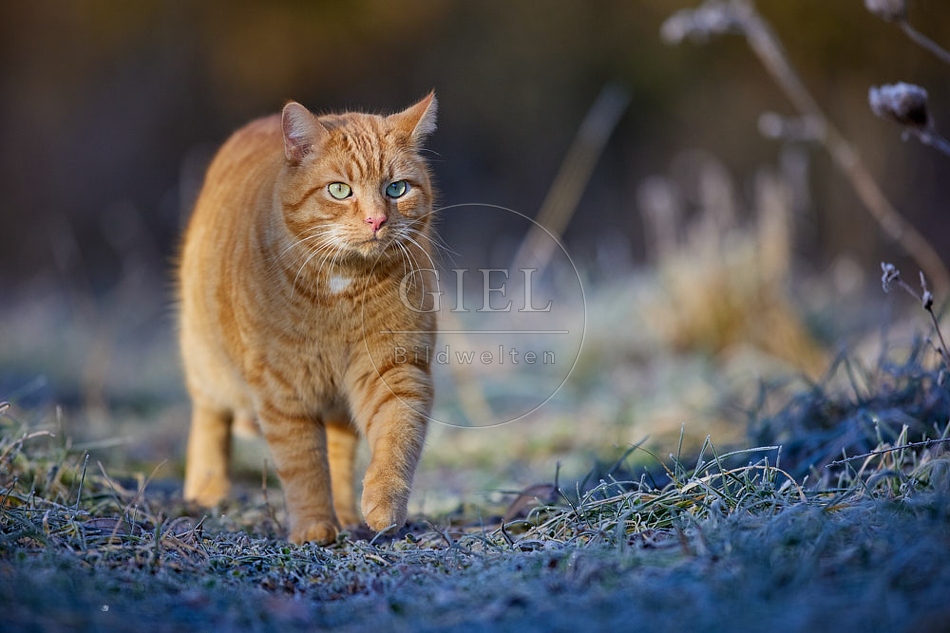 114908 Hauskatze in frostiger Wiese