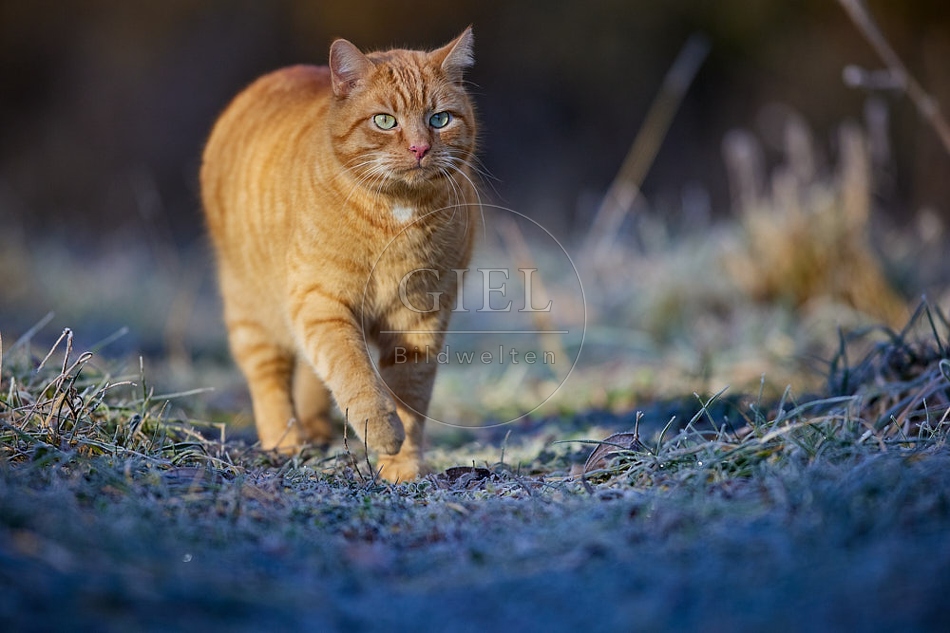 114909 Hauskatze in frostiger Wiese