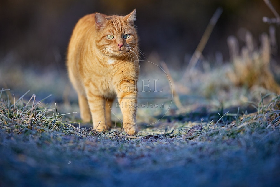 114910 Hauskatze in frostiger Wiese