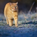 114910 Hauskatze in frostiger Wiese