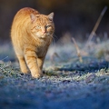 114911 Hauskatze in frostiger Wiese