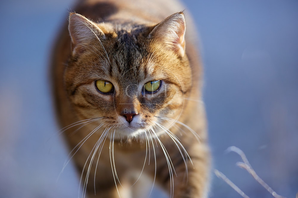 Hauskatze in frostiger Wiese 114912.jpg