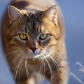 114912 Hauskatze in frostiger Wiese