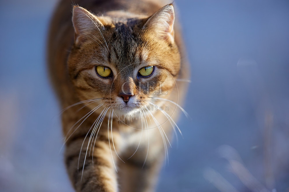 Hauskatze in frostiger Wiese 114913.jpg