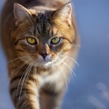 114913 Hauskatze in frostiger Wiese