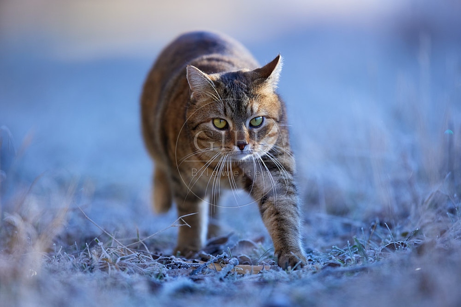 Hauskatze in frostiger Wiese 114914.jpg