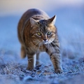 114914 Hauskatze in frostiger Wiese