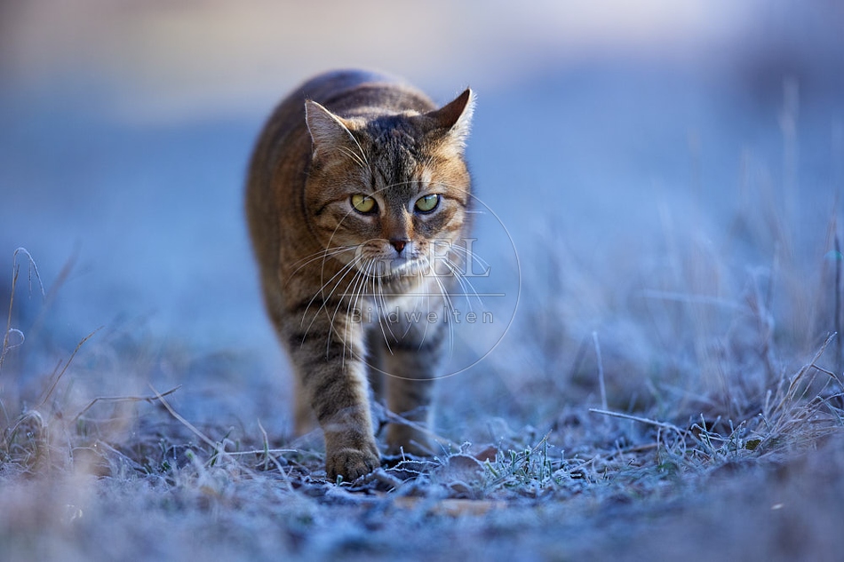 Hauskatze in frostiger Wiese 114915.jpg