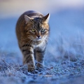 114915 Hauskatze in frostiger Wiese