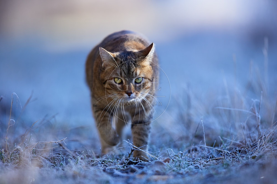 Hauskatze in frostiger Wiese 114916.jpg