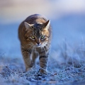 114916 Hauskatze in frostiger Wiese