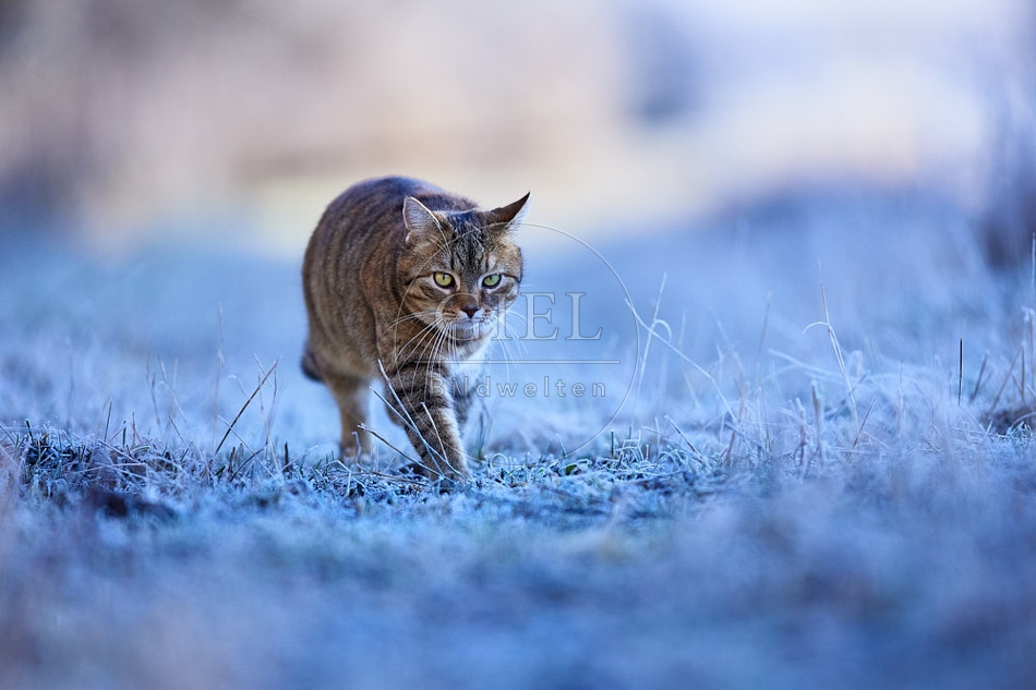 Hauskatze in frostiger Wiese 114917.jpg