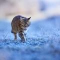 114917 Hauskatze in frostiger Wiese