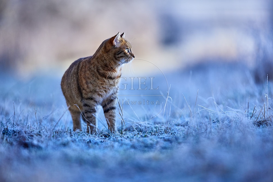 Hauskatze in frostiger Wiese 114918.jpg