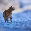 114918 Hauskatze in frostiger Wiese