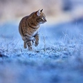 114919 Hauskatze in frostiger Wiese