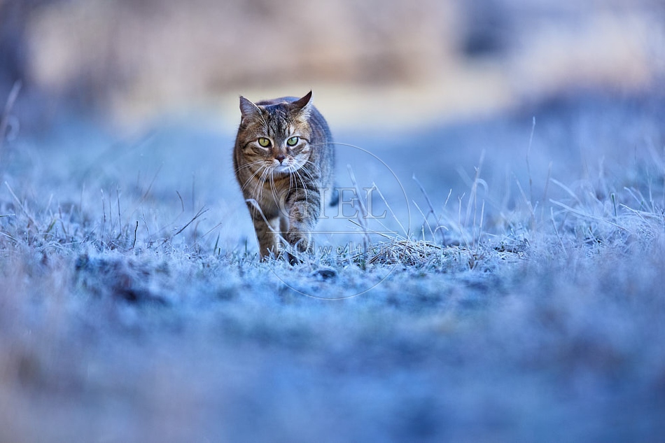 Hauskatze in frostiger Wiese 114920.jpg