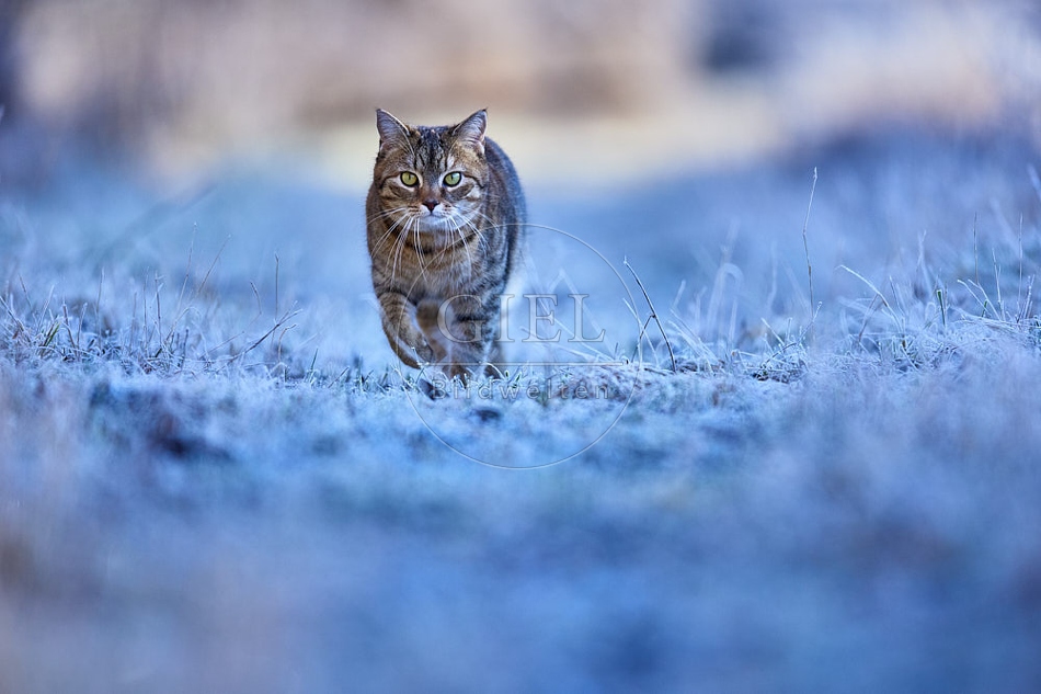 Hauskatze in frostiger Wiese 114921.jpg