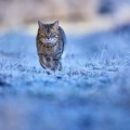 114921 Hauskatze in frostiger Wiese