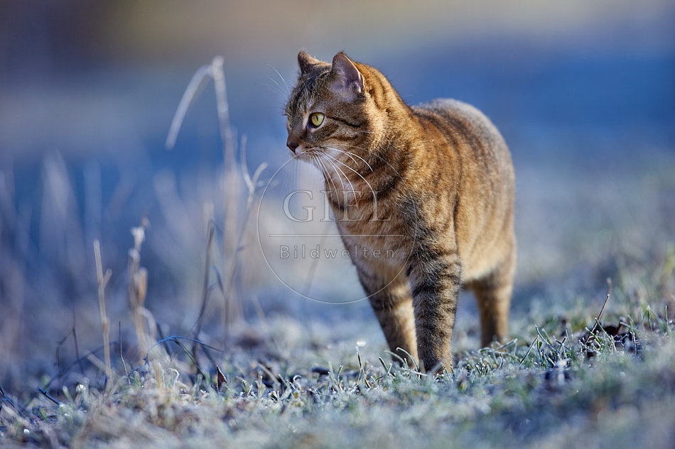 Hauskatze in frostiger Wiese 114922.jpg