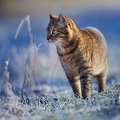 114922 Hauskatze in frostiger Wiese