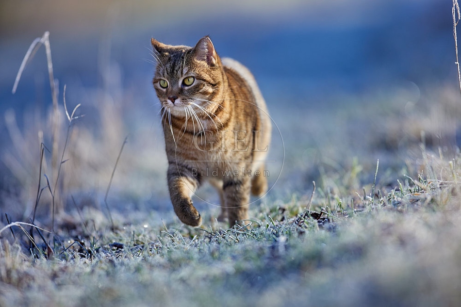 Hauskatze in frostiger Wiese 114923.jpg