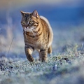 114923 Hauskatze in frostiger Wiese