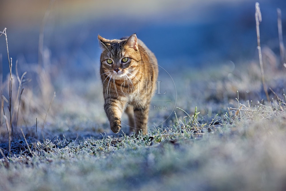 Hauskatze in frostiger Wiese 114924.jpg