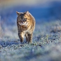 114924 Hauskatze in frostiger Wiese